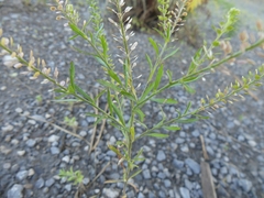 Lepidium densiflorum