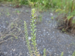 Lepidium densiflorum