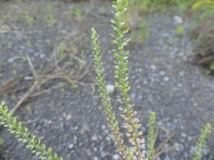 Lepidium densiflorum
