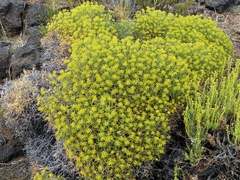 Azorella prolifera