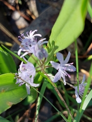 Scilla monophyllos