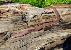 Blanus cinereus