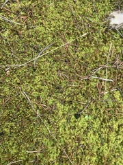 Tortella squarrosa