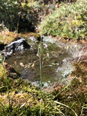 Poa glauca