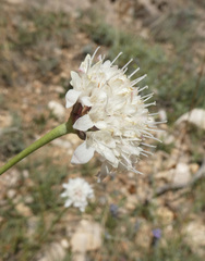 Cephalaria leucantha