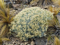Senecio filaginoides