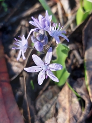 Scilla monophyllos