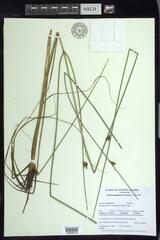 Schoenoplectus torreyi