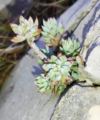 Petrosedum sediforme