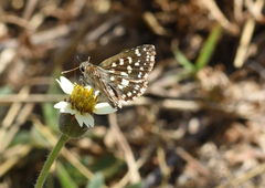 Spialia