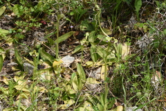 Ophrys bombyliflora