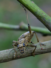 Rhagium mordax