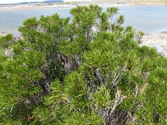 Colliguaja integerrima