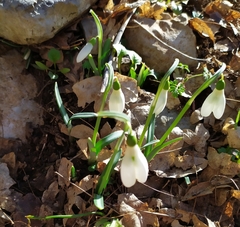Galanthus reginae-olgae