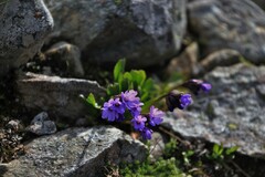 Primula glutinosa
