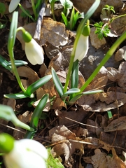 Galanthus reginae-olgae