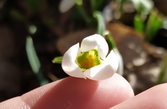 Galanthus reginae-olgae