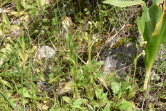 Ophrys bombyliflora