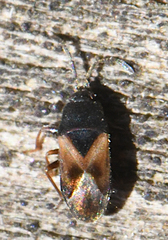 Tropistethus