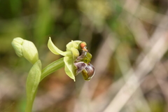 Ophrys bombyliflora