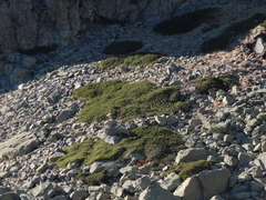 Juniperus communis saxatilis