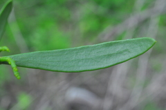 Phoradendron quadrangulare