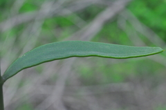 Phoradendron quadrangulare