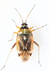 Harpocera thoracica