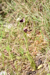 Ophrys ferrum-equinum