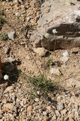 Cephalaria leucantha