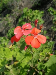 Pelargonium inquinans
