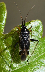 Harpocera thoracica
