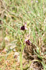 Ophrys ferrum-equinum