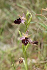 Ophrys ferrum-equinum