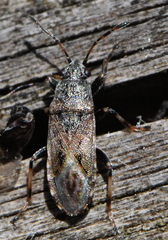Heterogaster artemisiae