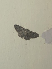Cyclophora