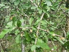 Randia obcordata