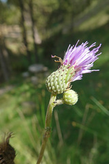 Cirsium monspessulanum