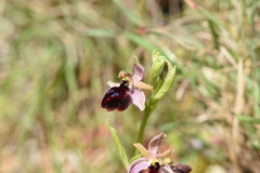 Ophrys ferrum-equinum