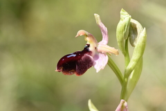Ophrys ferrum-equinum