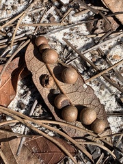 Belonocnema treatae