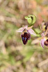 Ophrys ferrum-equinum