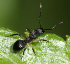 Dolichoderus laminatus