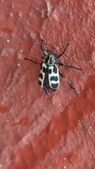 Astylus atromaculatus