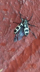 Astylus atromaculatus