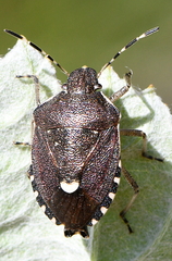 Holcostethus sphacelatus