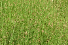 Carex divisa