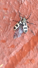 Astylus atromaculatus
