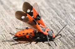 Lygaeus equestris