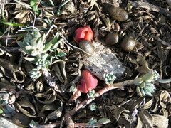Petrosedum sediforme